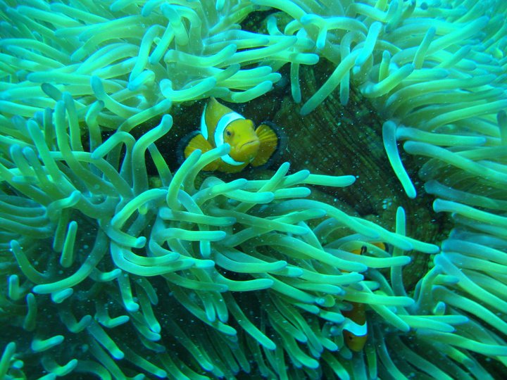 Great Barrier Reef Scuba Diving Australia 4